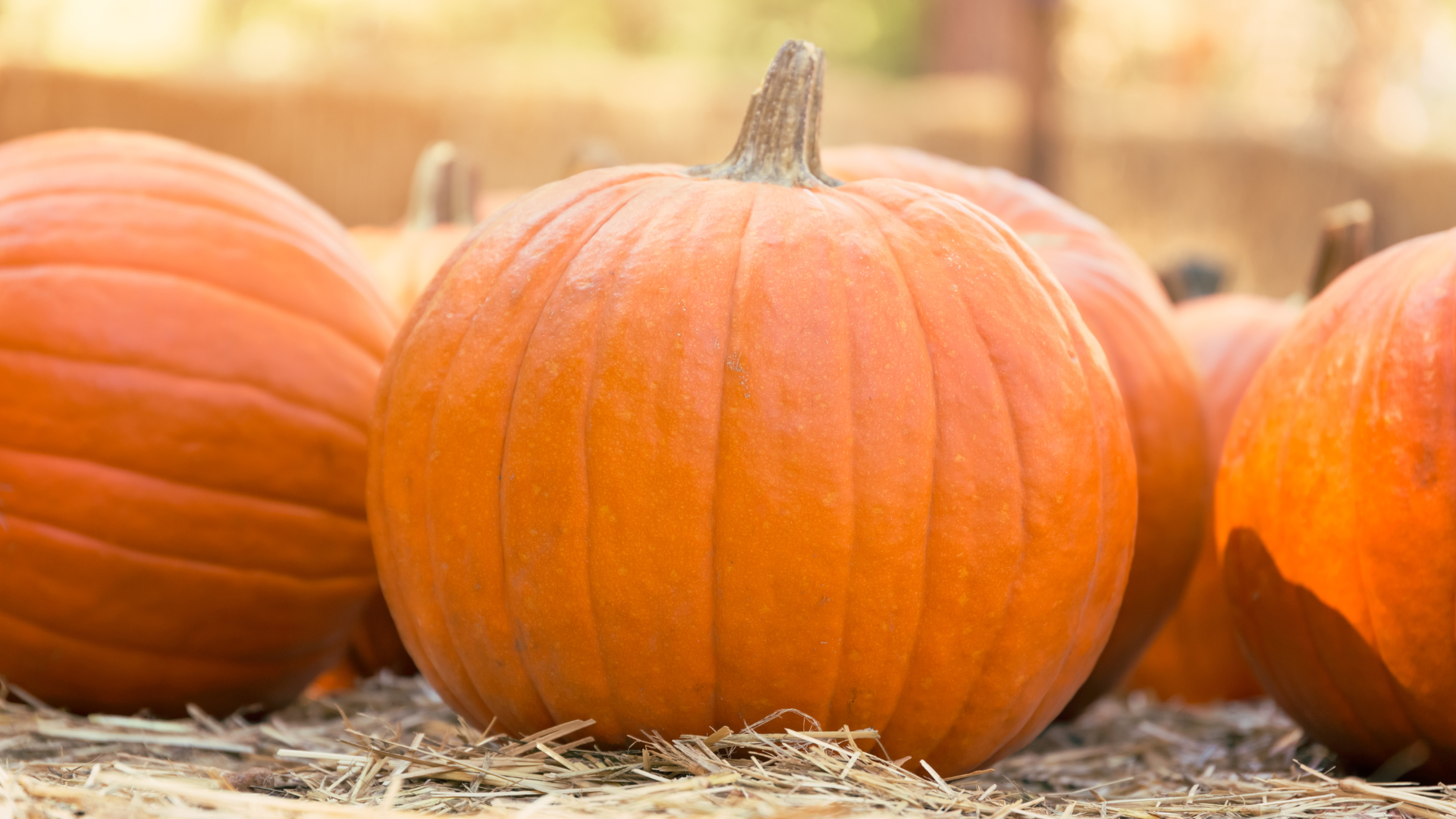 photo of pumpkins